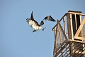 2013 02 09_7296_edited-1